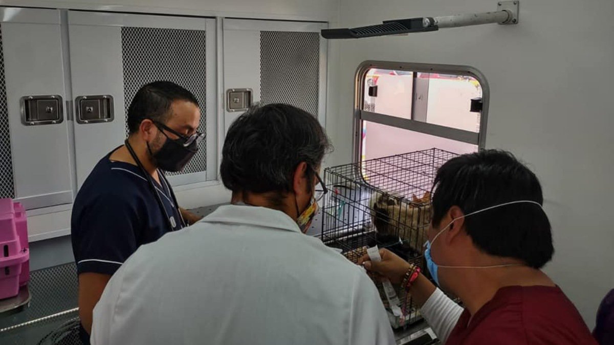Rescateanimalesmercadosonoraincendio.jpg
