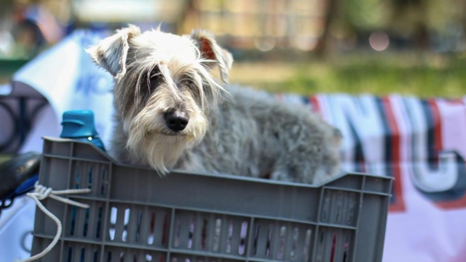 SE INICIA CONSTRUCCIÓN DEL HOTEL PARA PERROS Y GATOS ABANDONADOS EN LA ALCALDÍA CUAUHTÉMOC.jpg