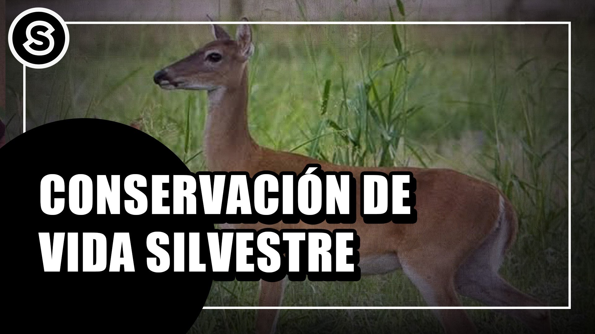 SILVESTRE