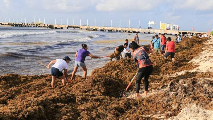 Sargazo Quintana Roo.jpg