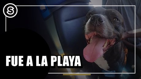 Se fue a la playa