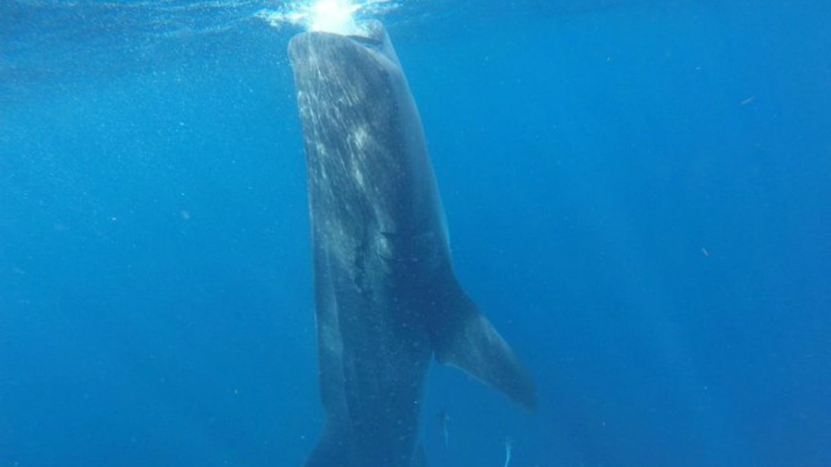 Tiburón Ballena empresario.jpg