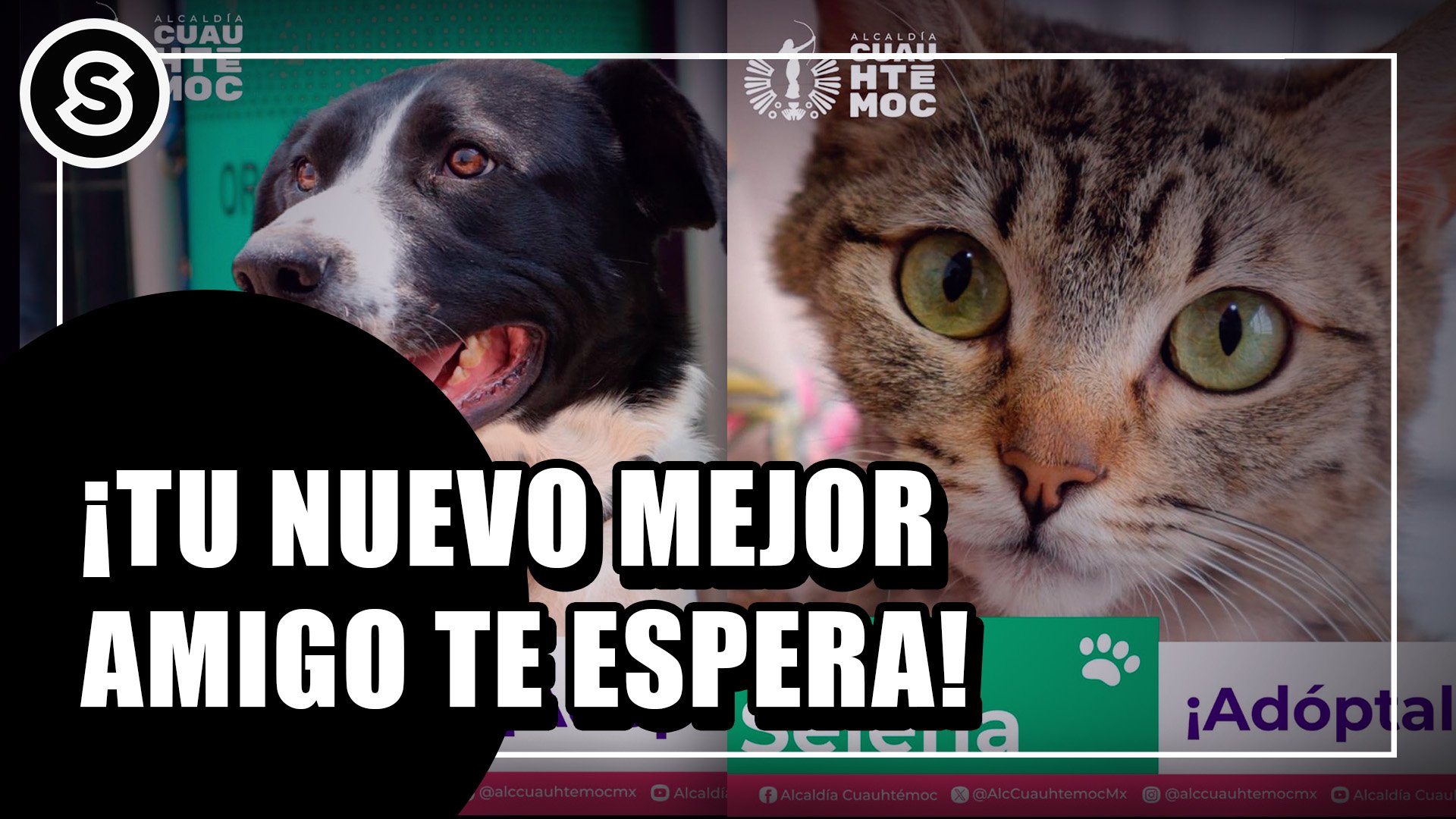 adopta