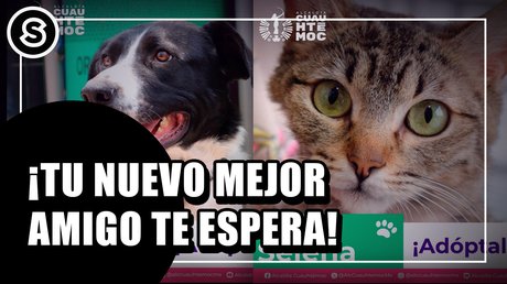 adopta