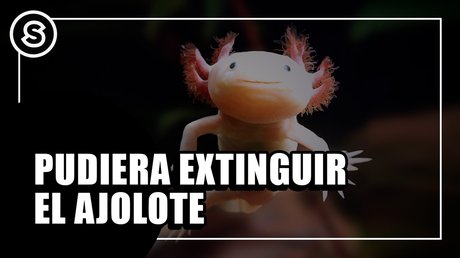 ajolote