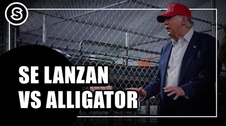 alligator