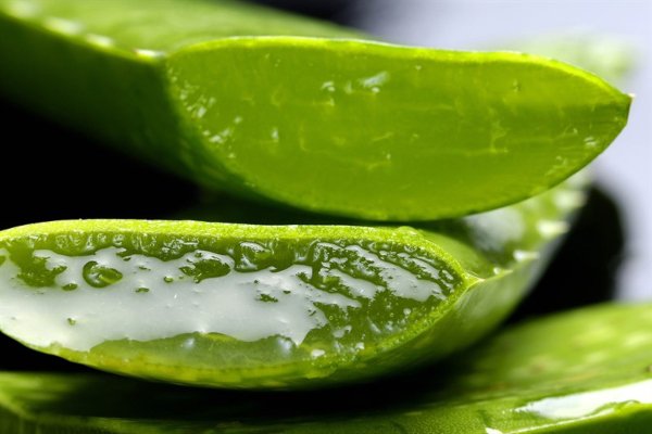 aloe.jpg