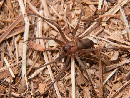 araña-reclusa-parda-caracterisitcas.jpg