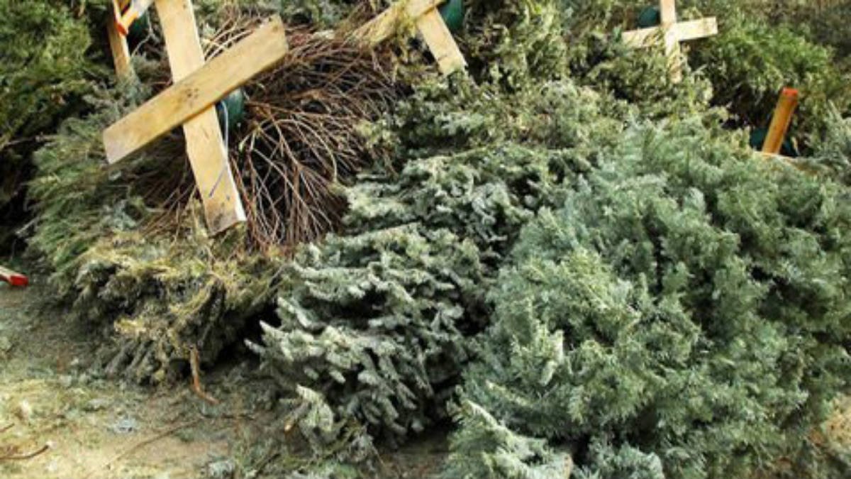 árbol de navidad composta.jpg