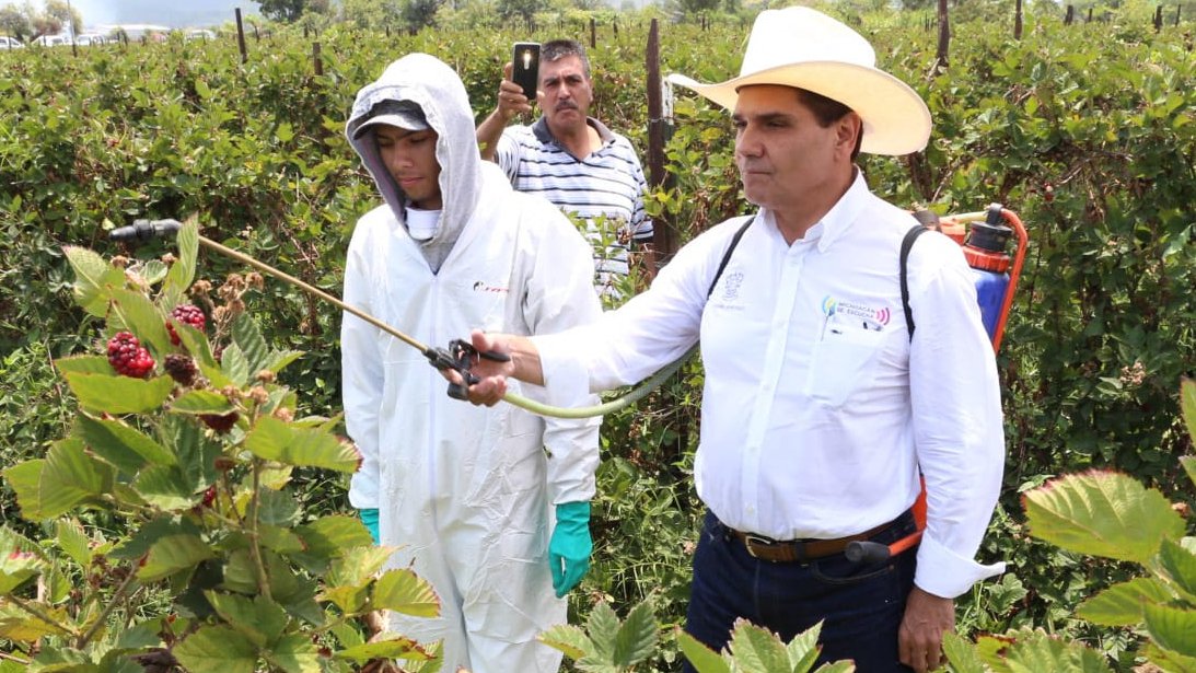 michoacán programa para sembrados de maíz.jpg