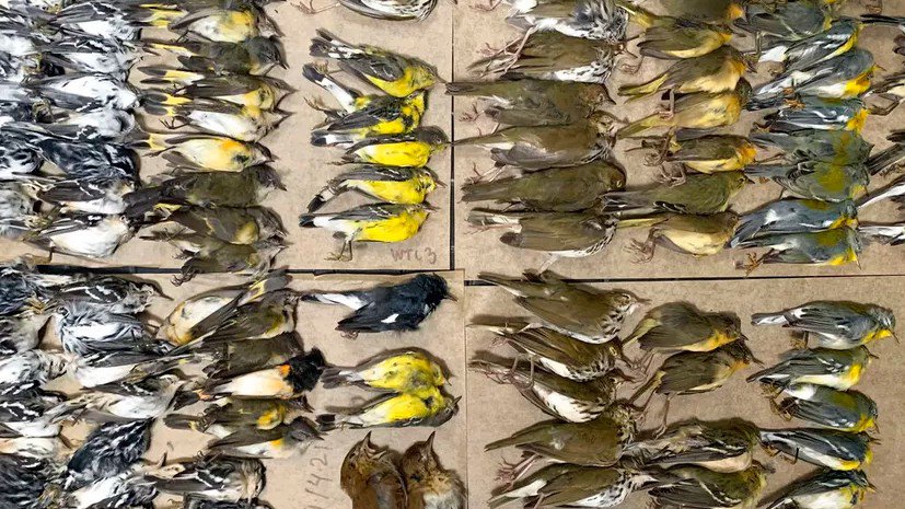 aves_muertas_ny.jpg