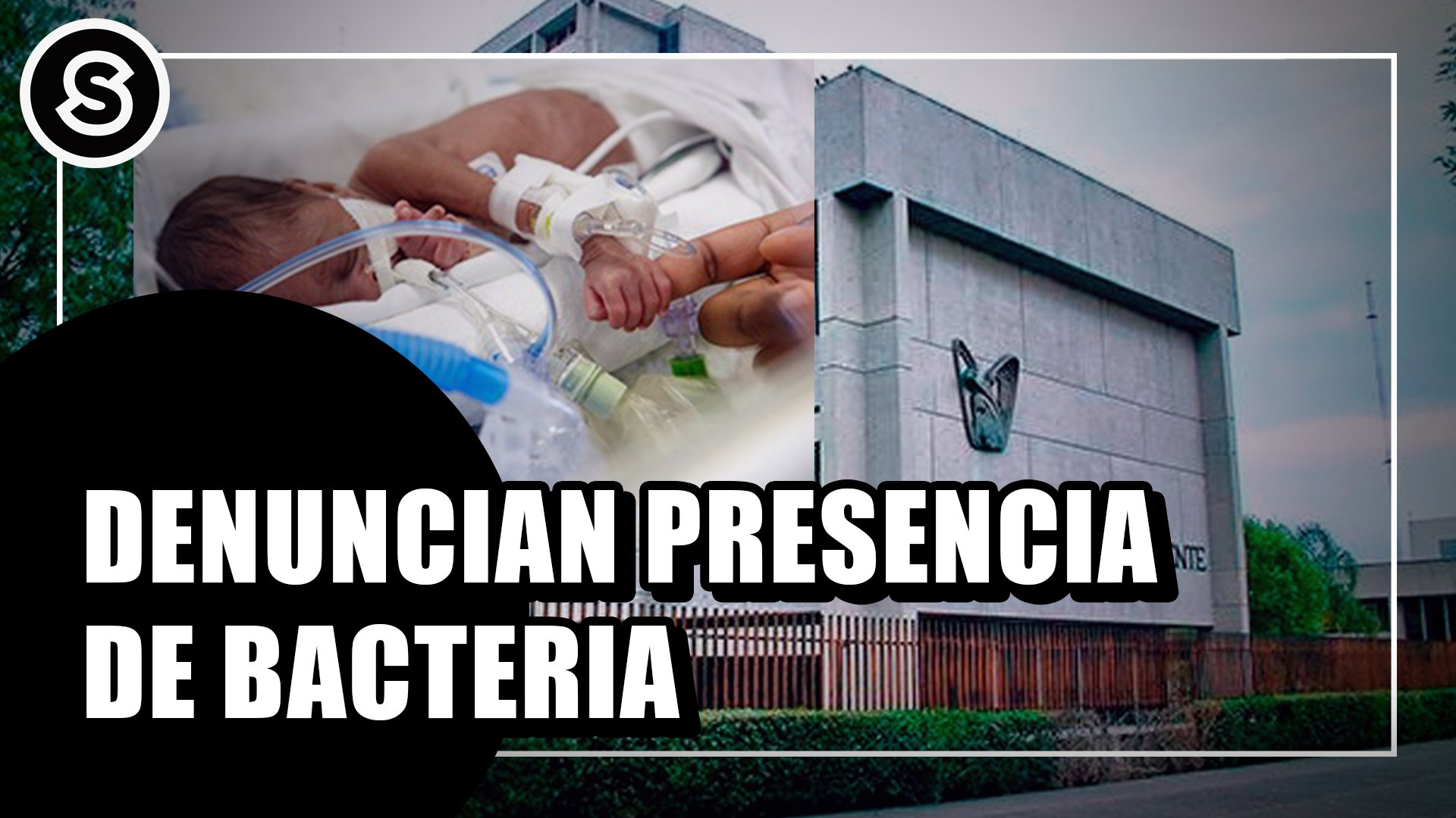 bacteria
