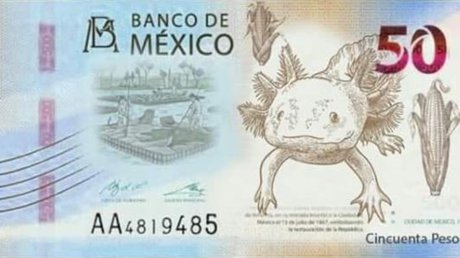billete 50 ajolote banxico.jpg