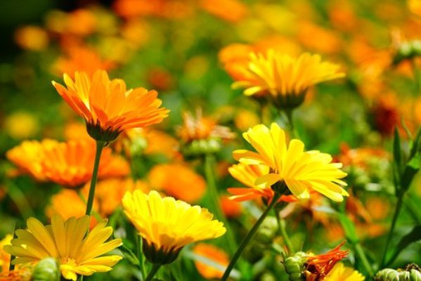 calendula.jpg