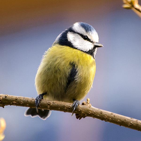caracteristicas_de_las_aves_24833_600_square.jpg