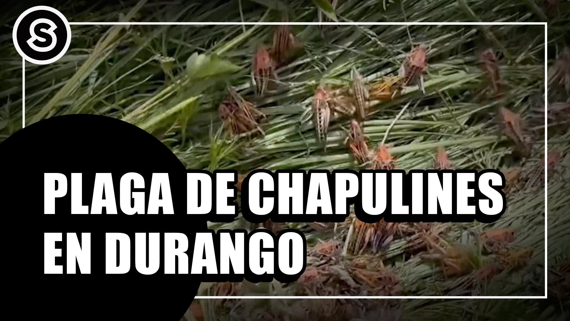 chapulines