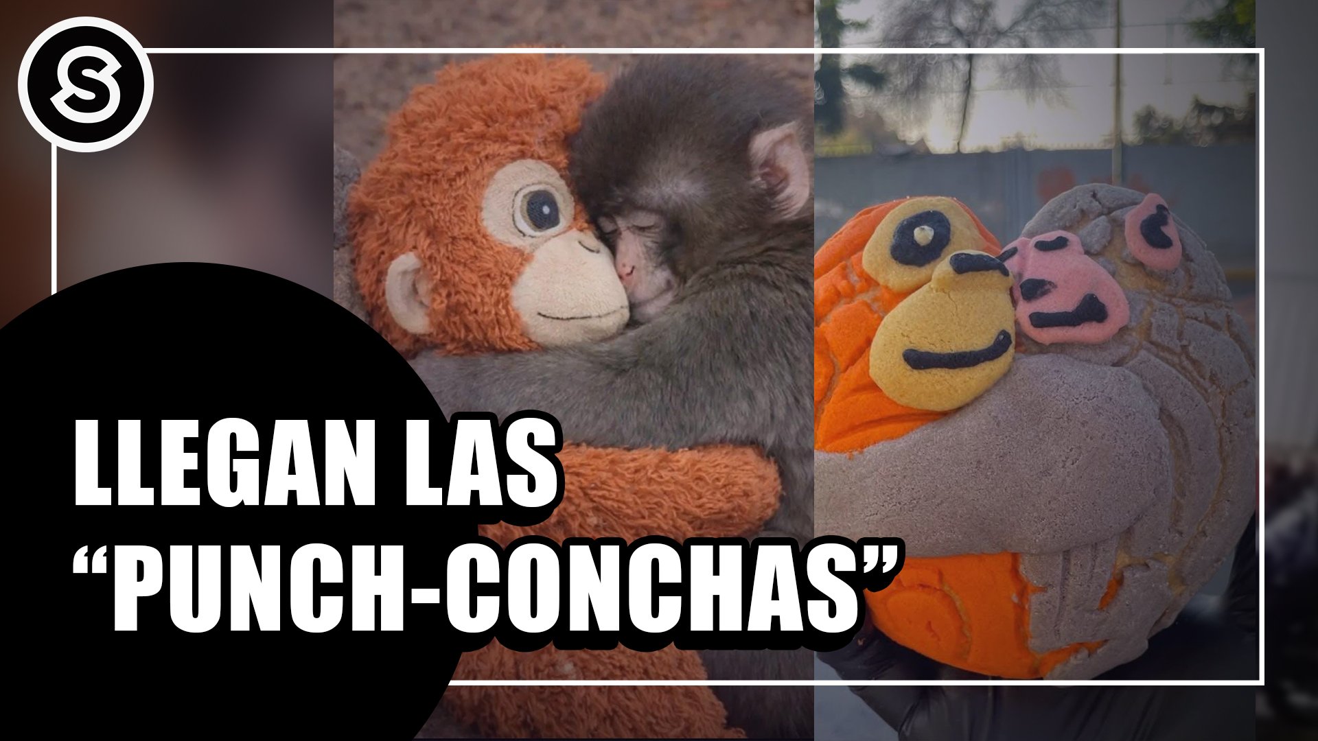 conchas
