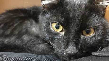 consejo ciudadano proteccion gatos perros maltrato violencia dia de muertos