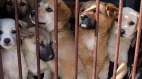 corea del norte perros.jpg