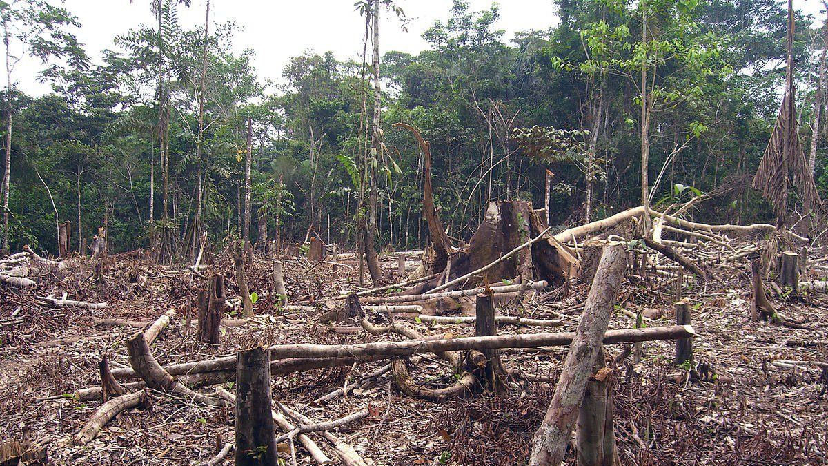 deforestacion202cdofbewf.jpg