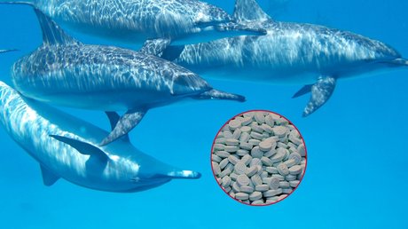delfines_fentanilo_