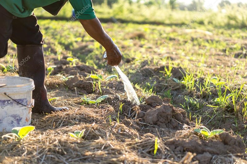 depositphotos_107385042-stock-photo-farmer-watering-tobacco-plant.jpg