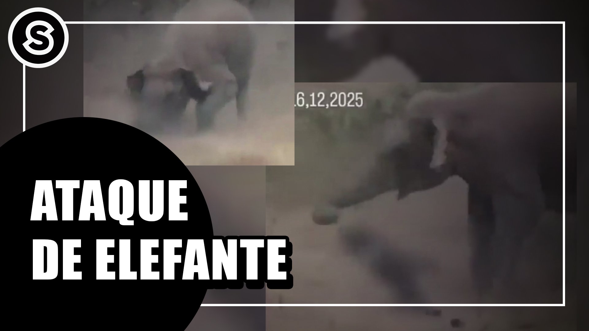 elefante