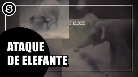 elefante