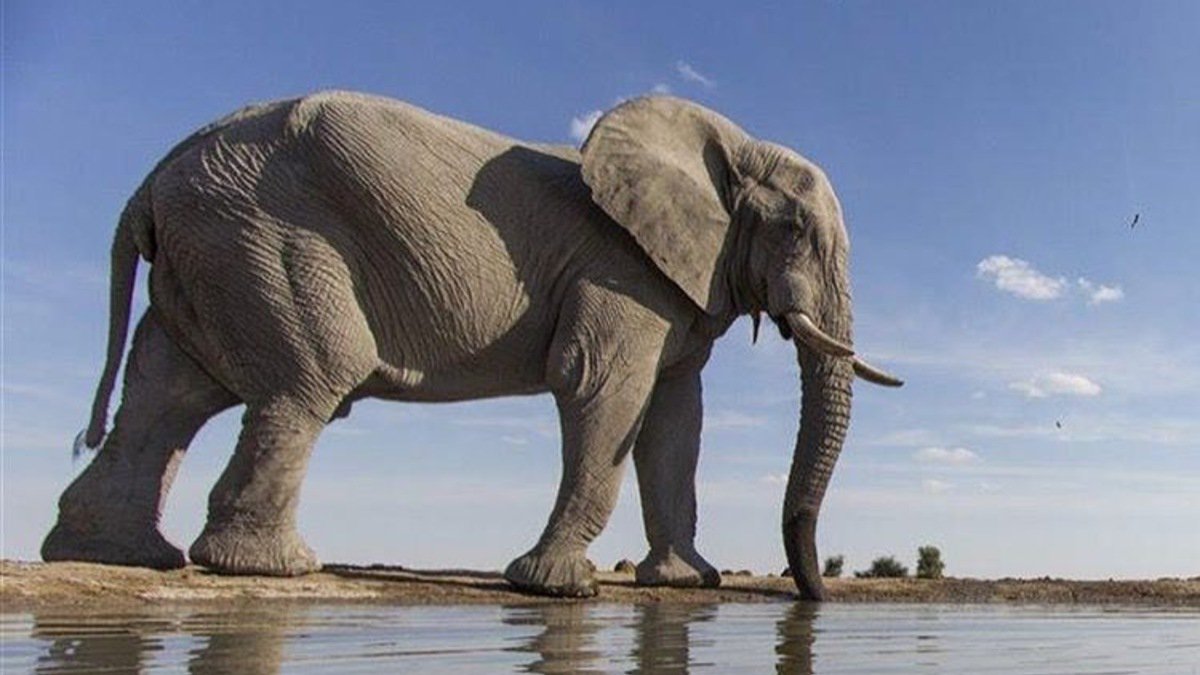 elefante muerte.jpg