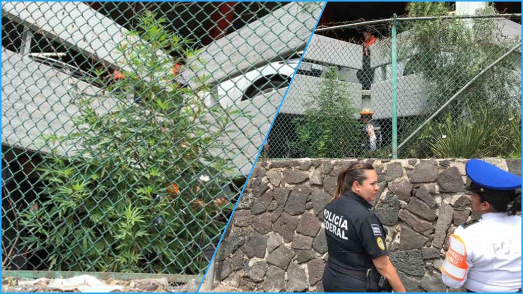 encuentran plantas de mariguana en el aeropuerto ya no estén de grifos banda no manchen.jpg