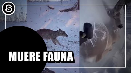 fauna