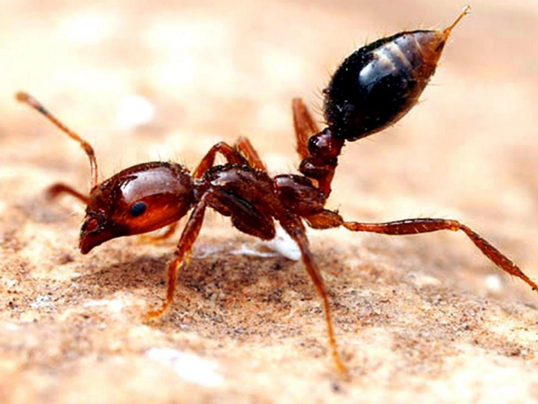 fire-ant-compressor.jpg