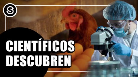 gallina