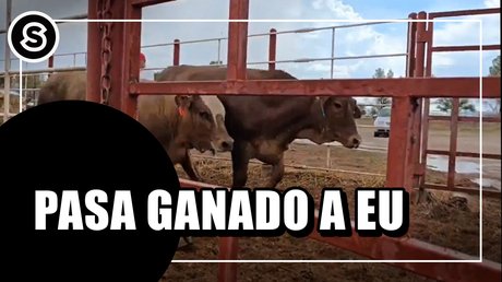 ganado-min