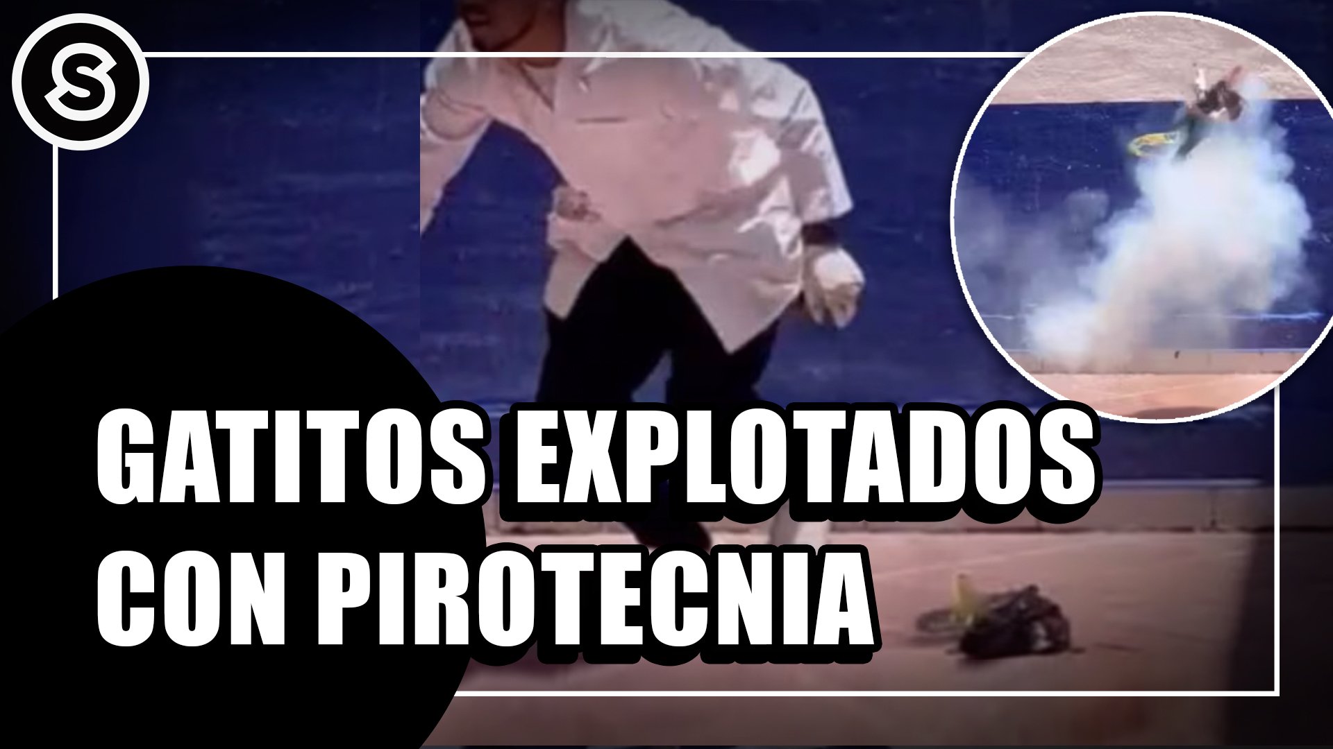 gatitos-portal
