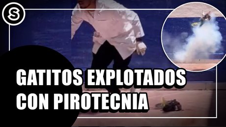 gatitos-portal