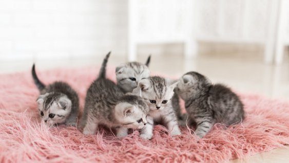 gatos covid.jpg