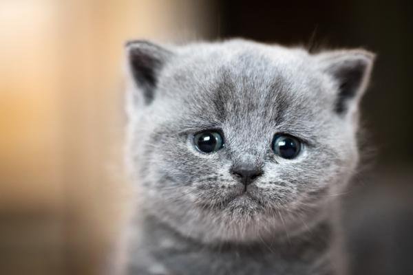 gatos covid.jpg