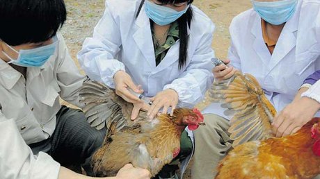 gripe aviar china.jpg