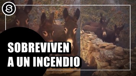 incend