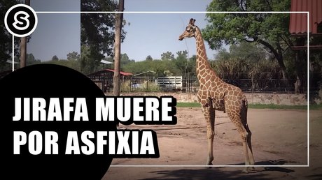 jirafa
