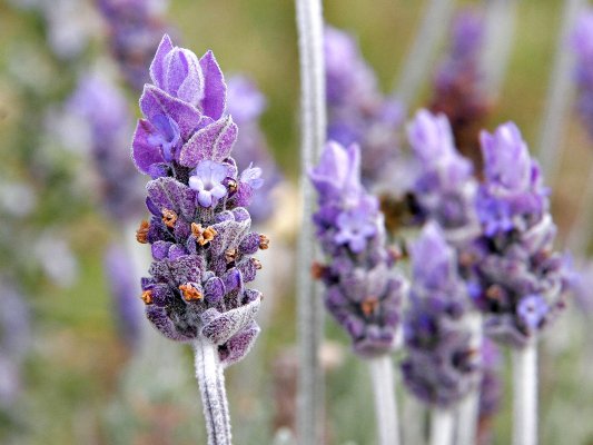 lavanda.jpg