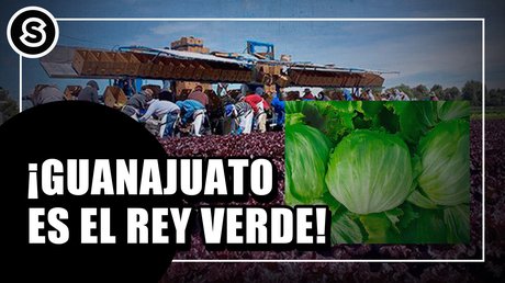 lechuga