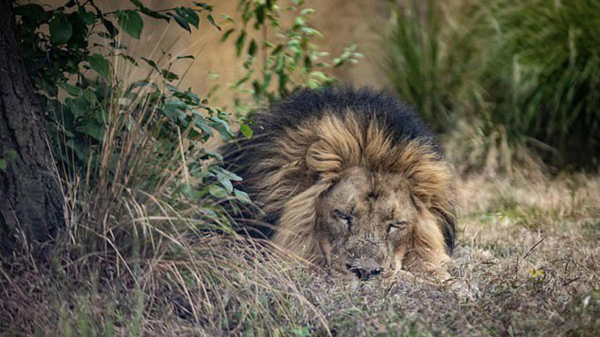 león barcelona covid.jpg
