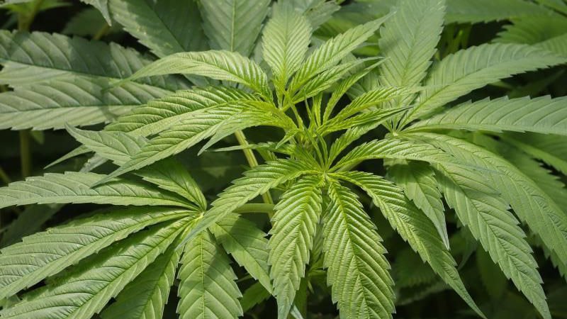 ley marihuana.jpg