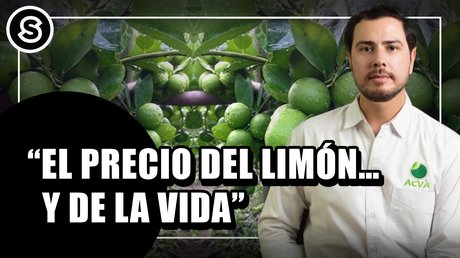 limon