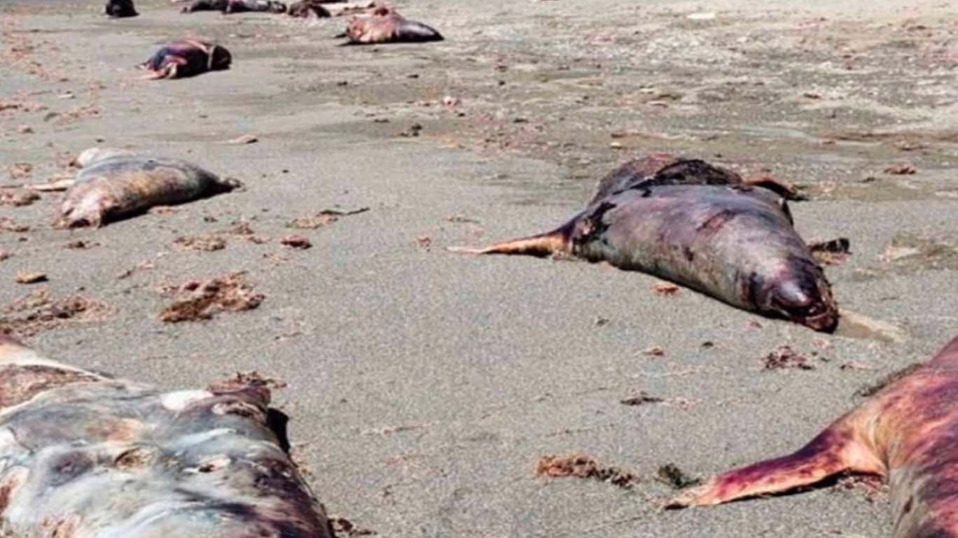 Encuentran 137 lobos marinos muertos en playa San Lázaro, BCS Encuentran 137 lobos marinos muertos en playa San Lázaro, BCS