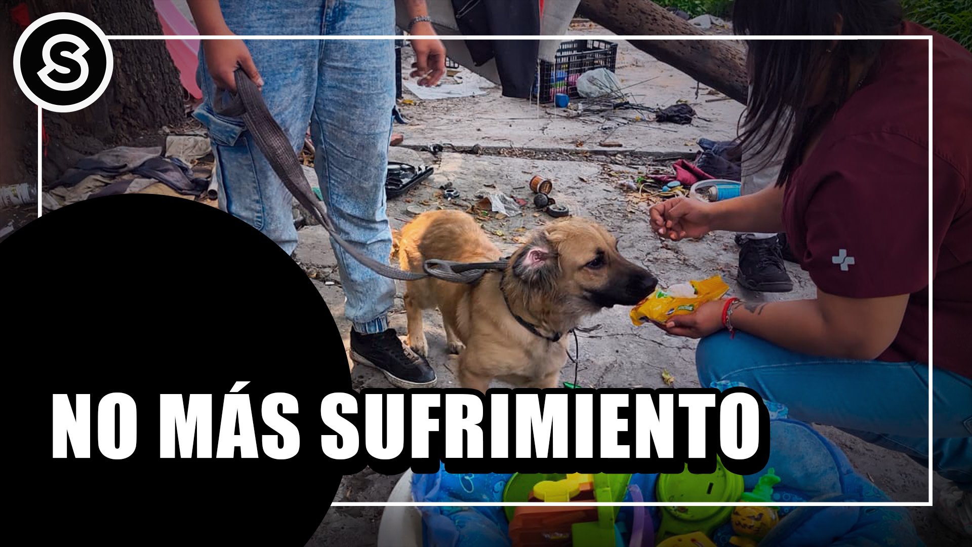 maltrato animal