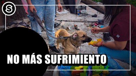 maltrato animal