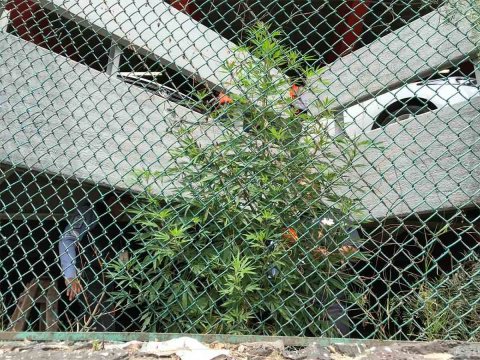 mariguana-aicm.jpg